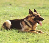 Adestramento de cães em Gravataí